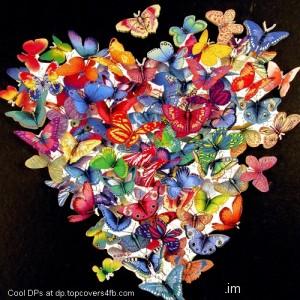 A-Group-Of-Butterflies-Display-Picture
