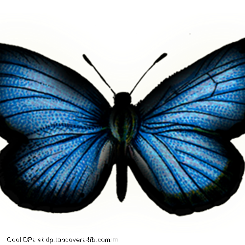 Beautiful-Blue-Butterfly-Display-Picture