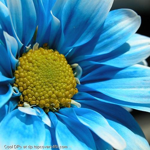 Blue-Flower-Display-Picture