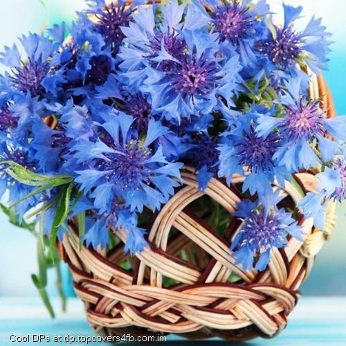 Blue-Flowers-Display-Picture