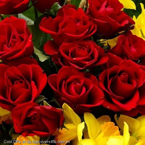 Bunch-Of-Red-Roses-Display-Picture