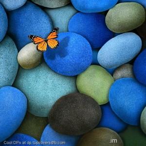 Butterfly-On-Stone-Display-Picture
