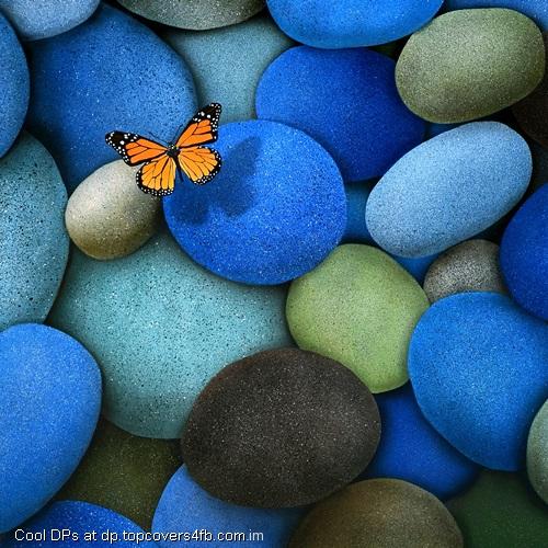 Butterfly-On-Stone-Display-Picture