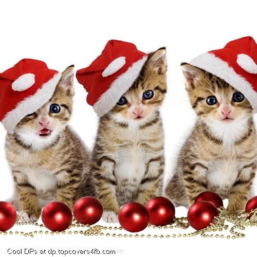 Christmas-Kittens-Holiday-Display-Picture