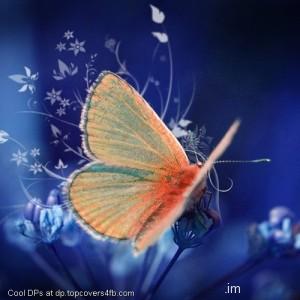 Colourful-Butterfly-Display-Picture