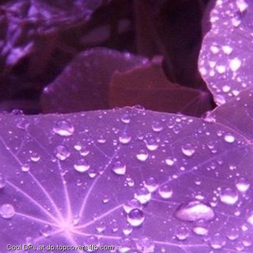 Crystal-Clear-Purple-Display-Picture