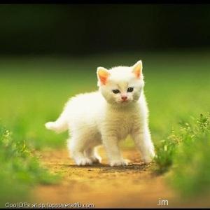 Cute-White-Cat-Display-Picture