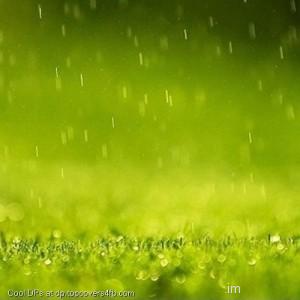 Drops-On-Green-Field-Display-Picture