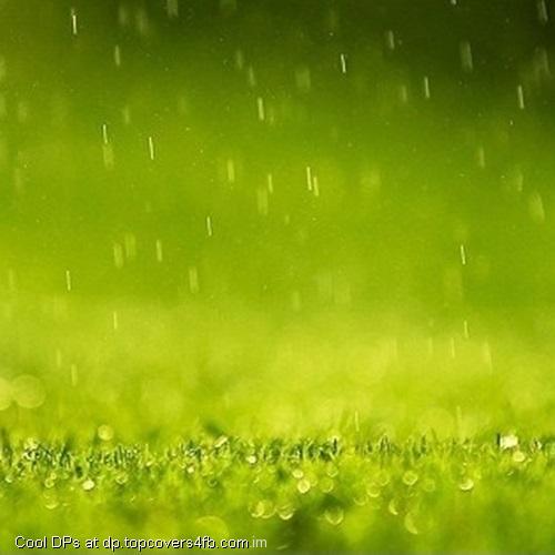 Drops-On-Green-Field-Display-Picture