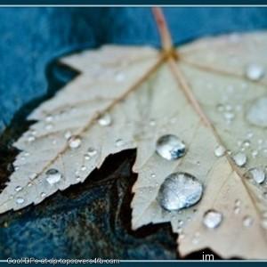 Drops-On-Leaf-Display-Picture