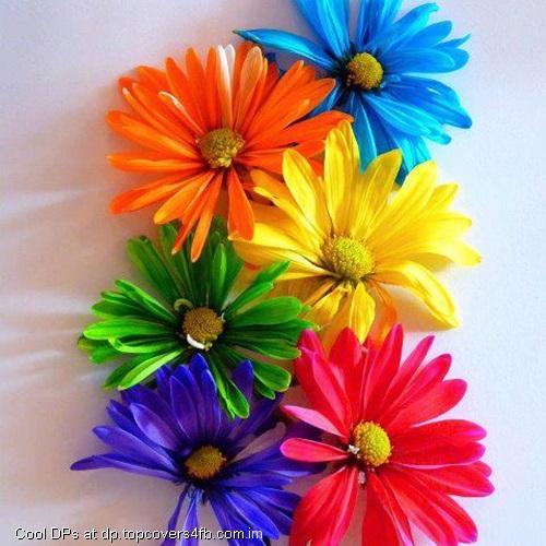 Multiple-Coloured-Flowers-Dsiplay-Picture