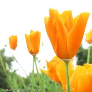 Orange-Tulips-Flower-Display-Picture