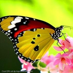 Pink-Rose-With-Yellow-Butterfly-Display-Picture