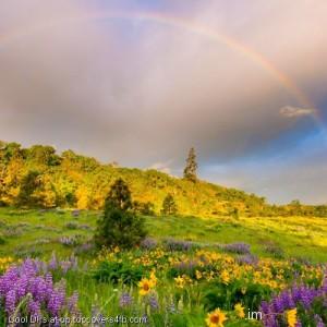Rainbow-With-Yellow-Flowers-Display-Picture