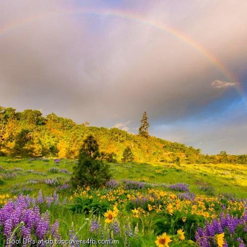 Rainbow-With-Yellow-Flowers-Display-Picture