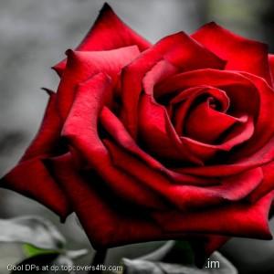 Red-Rose-Display-Picture