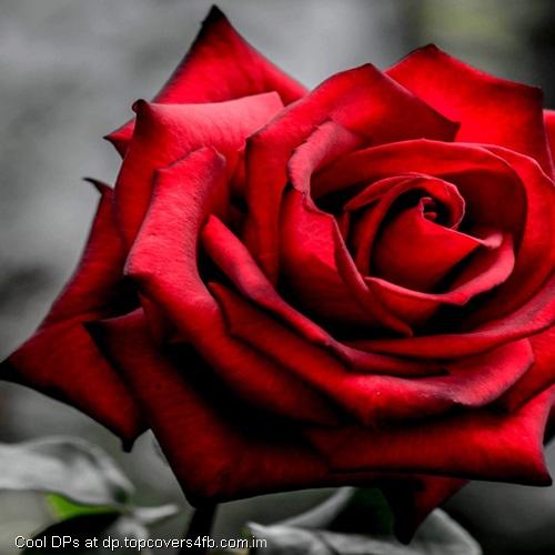Red-Rose-Display-Picture