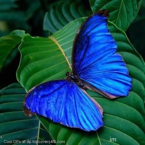 Tropic-Butterfly-On-The-Leaf-Display-Picture