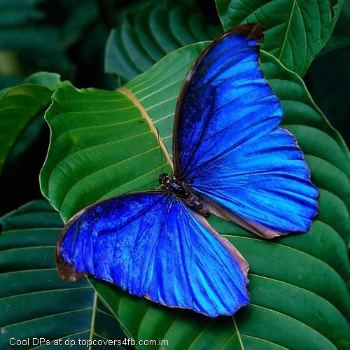Tropic-Butterfly-On-The-Leaf-Display-Picture
