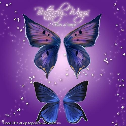 Wings-Of-Butterfly-Display-Picture