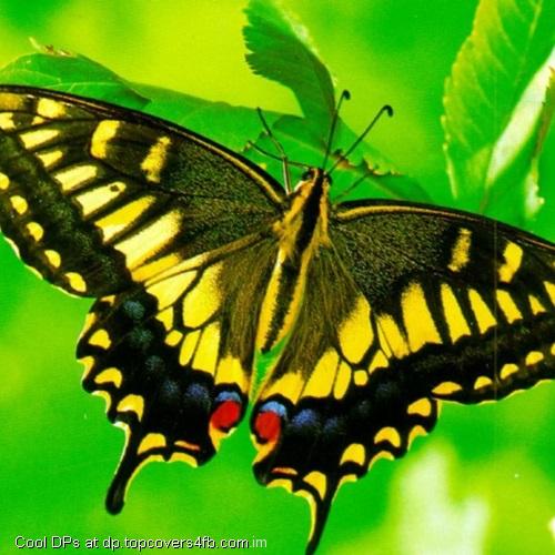 Yellow-Butterfly-Display-Picture