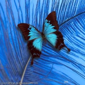 Yorkshire-Rose-With-Blue-Butterfly-Display-Picture