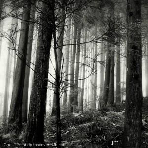 A-Forest-Journey-Display-Picture