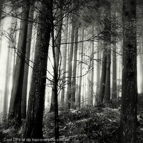 A-Forest-Journey-Display-Picture