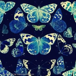 A-Group-Of-Tiger-Butterfly-Display-Picture