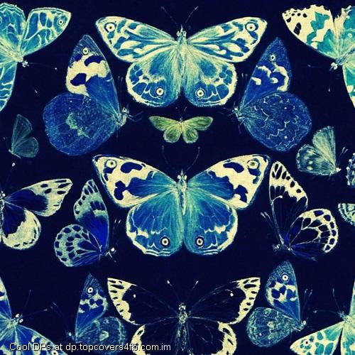 A-Group-Of-Tiger-Butterfly-Display-Picture