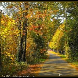 Autumn-Scenery-Display-Picture