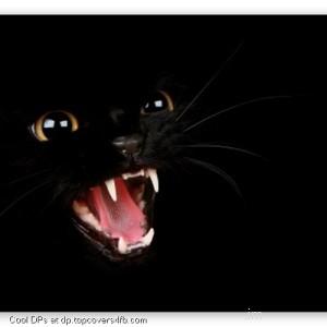 Bad-Black-Kitty-Display-Picture