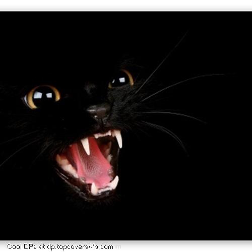 Bad-Black-Kitty-Display-Picture