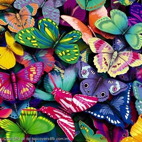   Beautiful-Colorful-Butterflies-Display-Picture