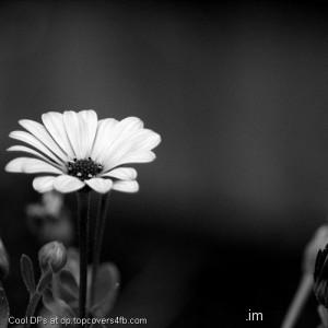 Black-And-White-Flower-Display-Picture