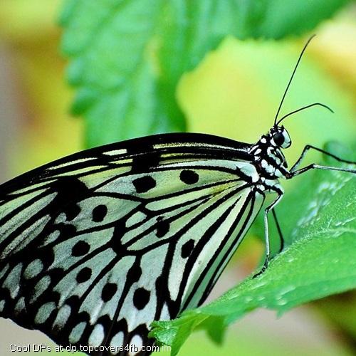 Butterfly-On-The-Leaf-Display-Picture