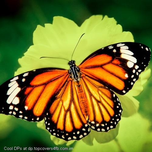 Butterfly-On-The-Yellow-Rose-Display-Picture