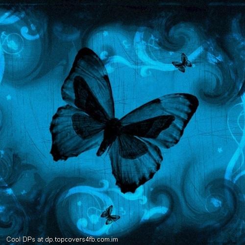 Dark-Blue-Butterfly-Display-Picture