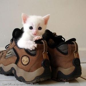 Here-Is-My-Shoes-Display-Picture