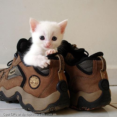 Here-Is-My-Shoes-Display-Picture