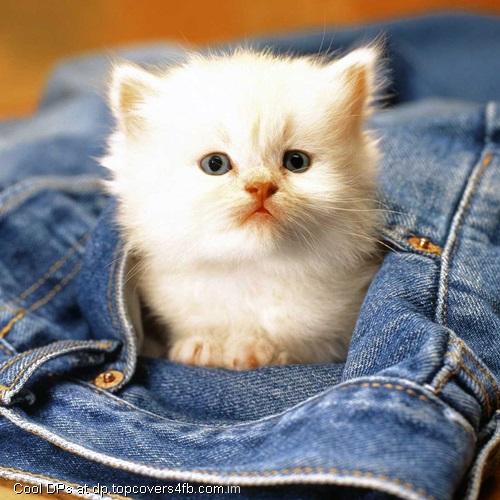 I-am-In-Pocket-Display-Picture