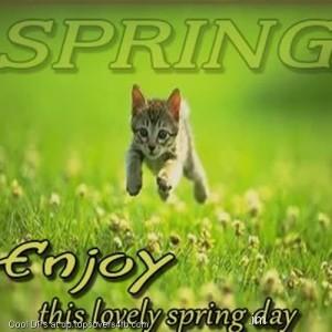 Kitty-Enjoying-This-Lovely-Spring-Display-Picture