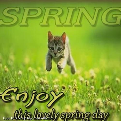 Kitty-Enjoying-This-Lovely-Spring-Display-Picture