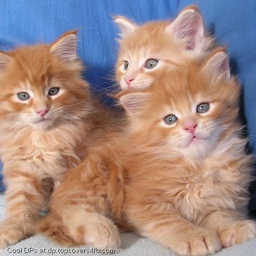 Kitty-Is-Watching-You-Display-Picture