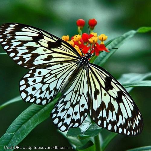 Line-On-The-Wings-Display-Picture