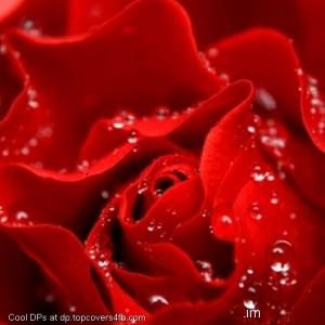 Love-Is-Like-A-Red-Rose-Display-Picture