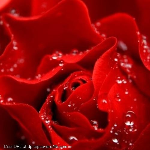 Love-Is-Like-A-Red-Rose-Display-Picture