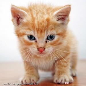 Loving-Kitty-Display-Picture