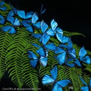 Morpho-Butterflies-Display-Picture