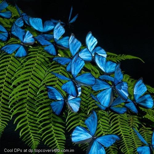 Morpho-Butterflies-Display-Picture
